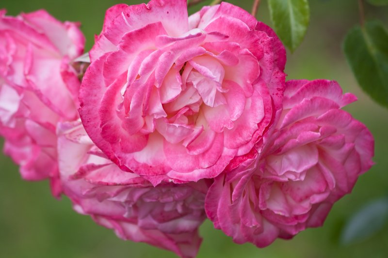 Pink Roses 'Harlechin' | Flowers (FL69-IMG_9345_f.jpg)