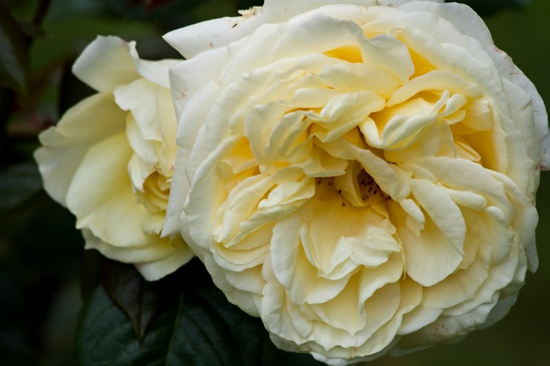 Hybrid Tea Rose 'Elfe' | Flowers (FL70-IMG_9343_f.jpg)