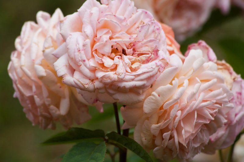 Rose 'Augusta Louisa' | Flowers (FL74-IMG_9357_f.jpg)