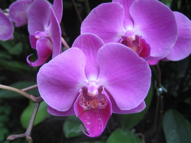 Orchid | Flowers (FL82_IMG_9656_s.jpg)