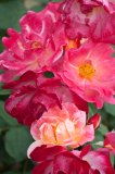 'Fabienne' Roses