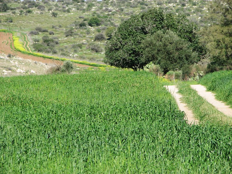 Green fields near Luzit, Adulam District | Israel (IS11-IMG_1785_f.jpg)