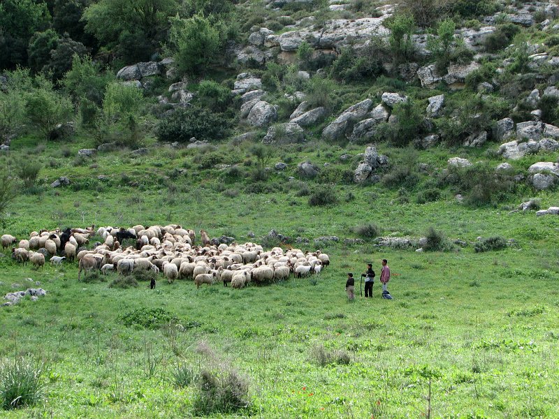 A flock of sheep, Tel Sokho | Israel (IS28-IMG_2056_f.jpg)