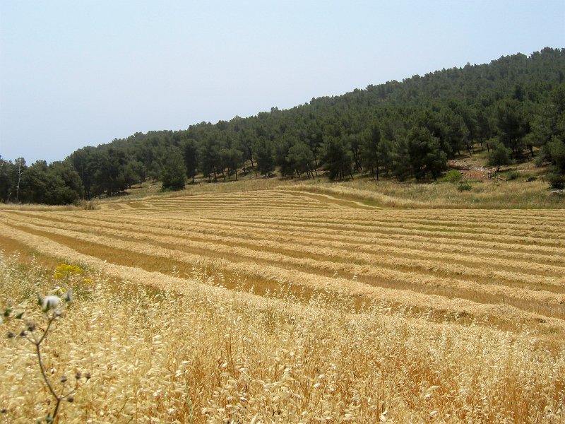 Golden field, Mount Gilboa | Israel (IS54-IMG_2993_f2.jpg)