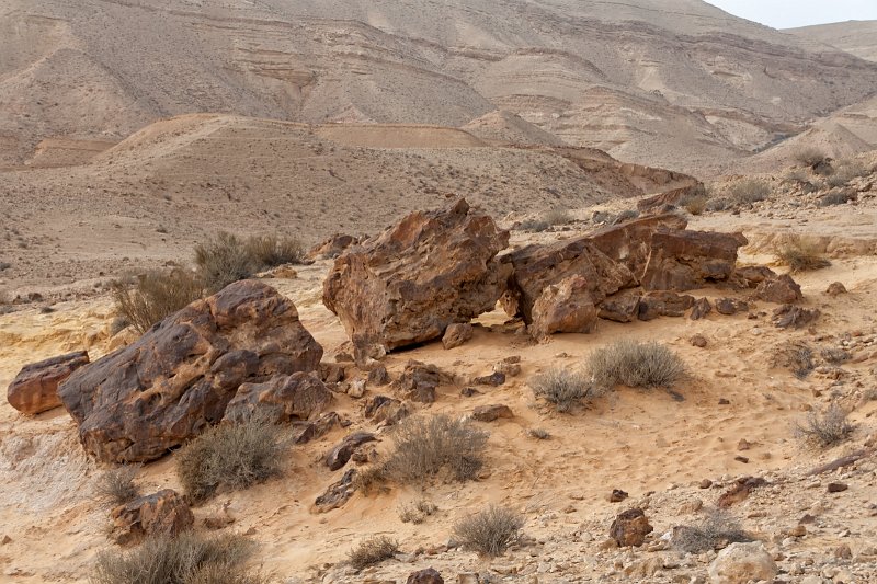 Petrified trees in The Big Crater (HaMakhtesh HaGadol) | Israel (IS97-IMG_4866.jpg)