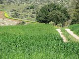 Green fields near Luzit, Adulam District