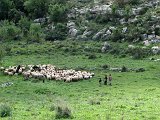 A flock of sheep, Tel Sokho