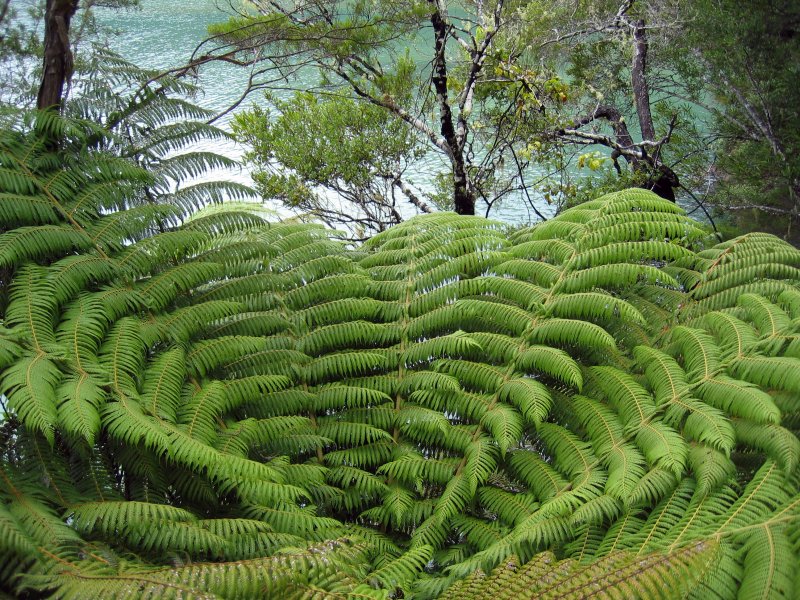 Abel Tasman National Park, New Zealand | Scenery and Nature (SC35-IMG_0282_f.jpg)
