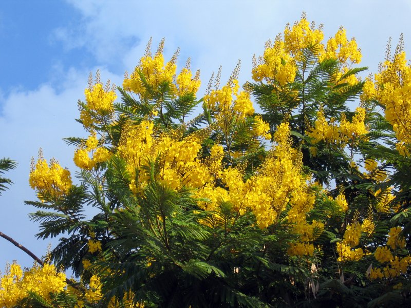 Yellow Poinciana | Trees (TR07-IMG_4974_f.jpg)