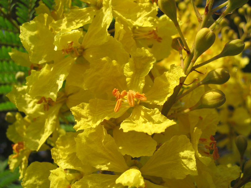 Yellow Poinciana | Trees (TR31-IMG_3817_f.jpg)