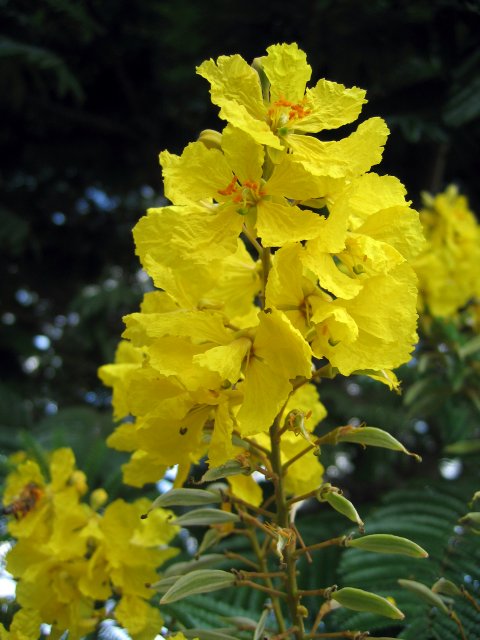Yellow Poinciana | Trees (TR44-IMG_4922_f.jpg)