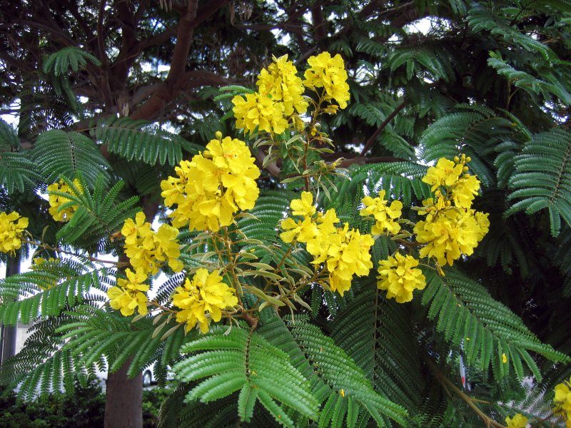 Yellow Poinciana | Trees (TR46-IMG_4942_f.jpg)