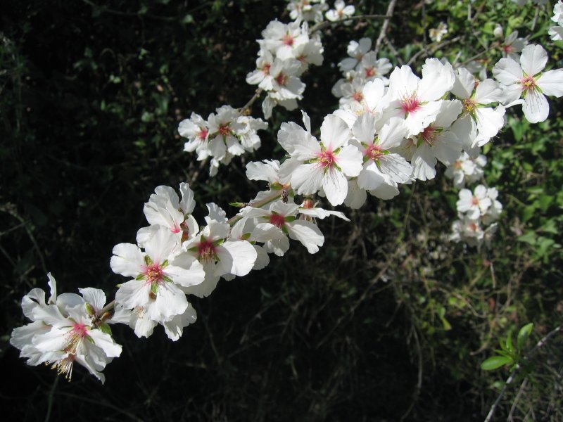 Almond tree (Amygdalus Communis) | Trees (TR48-IMG_9640.JPG)