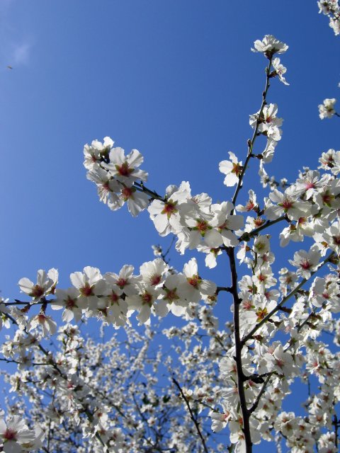 Almond tree (Amygdalus Communis) | Trees (TR52-IMG_9656_f.jpg)