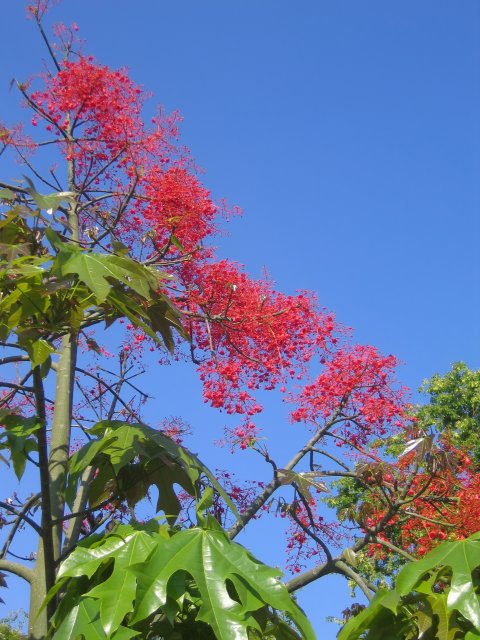 Illawarra Flame Tree (Brachychiton Acerifolius) | Trees (TR58-IMG_4514_f.jpg)