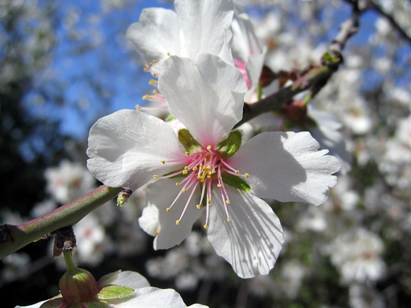 Almond tree (Amygdalus Communis) | Trees (TR59-IMG_9641_f.jpg)