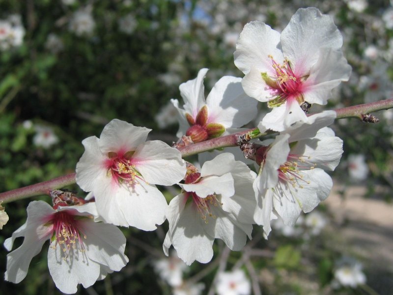 Almond tree (Amygdalus Communis) | Trees (TR61_IMG_9636_s.jpg)