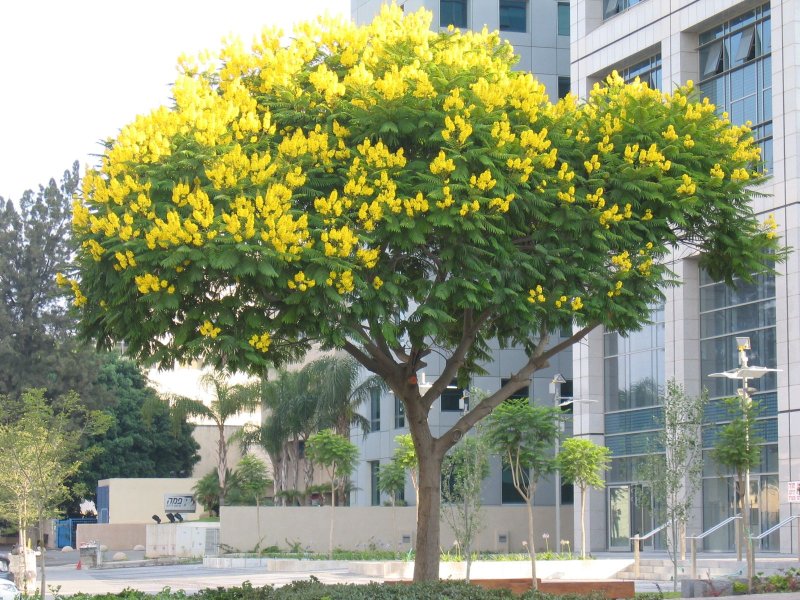 Yellow Poinciana | Trees (TR64_IMG_4969_s.jpg)
