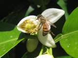 Orange blossom and a bee
