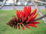 Coral Tree (Erythrina Lysistemon)