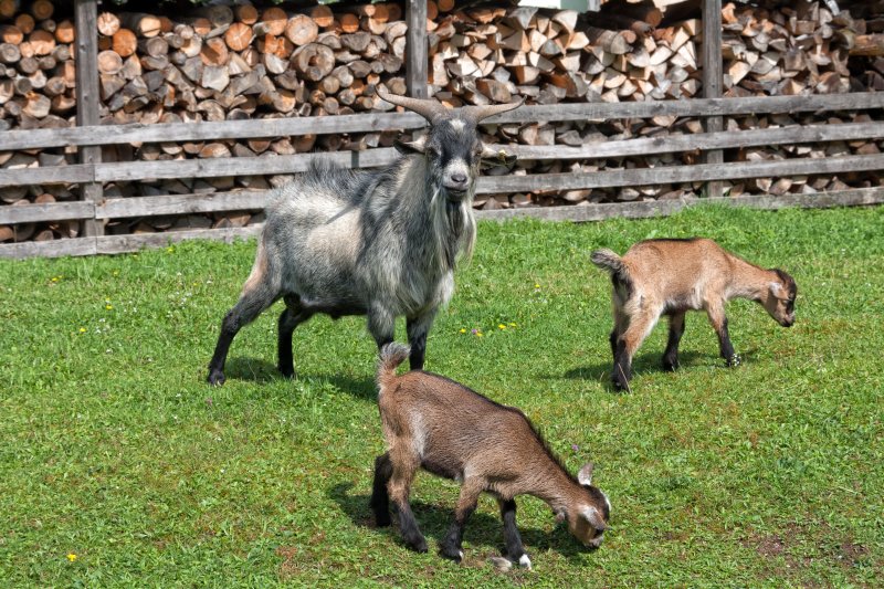 Family of goats, Hallein, Salzburg, Austria | Austrian Scenery (IMG_6964.jpg)
