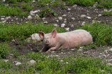 Crounching pig in Abtenau, Hallein, Salzburg, Austria