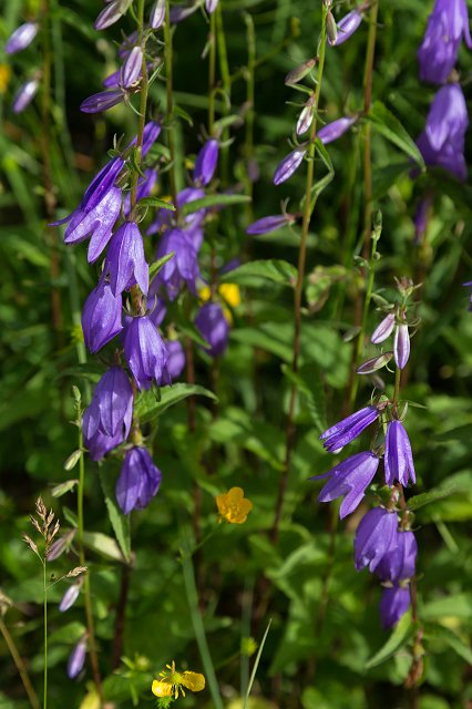 Purple wildflowers, Lake Blindsee, Biberwier, Tyrol, Austria | Austrian Scenery - Part III (IMG_4769.jpg)