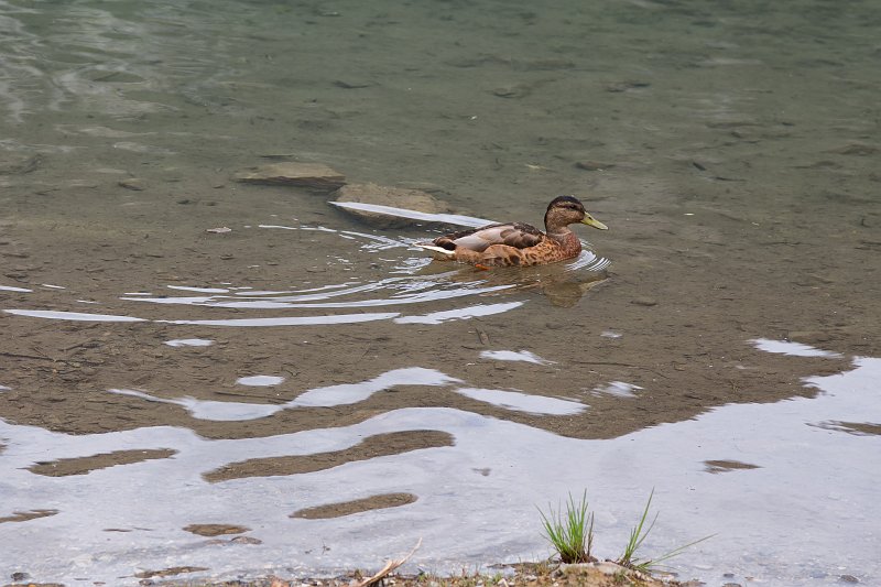 Duck, Lake Weissensee, Biberwier, Tyrol, Austria | Austrian Scenery - Part III (IMG_4915.jpg)