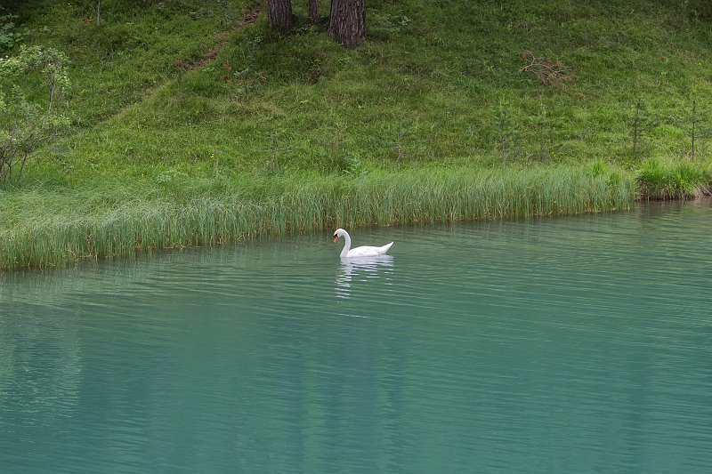 Swan in Lake Fernsteinsee, Nassereith, Tyrol, Austria | Austrian Scenery - Part III (IMG_4945.jpg)