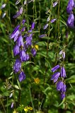 Purple wildflowers, Lake Blindsee, Biberwier, Tyrol, Austria