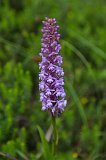 Short-spurred Fragrant Orchid, Lake Blindsee, Biberwier, Tyrol, Austria