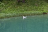 Swan in Lake Fernsteinsee, Nassereith, Tyrol, Austria
