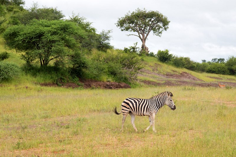 Zebra, Chobe National Park, Botswana | Chobe National Park - Botswana (IMG_0626.jpg)