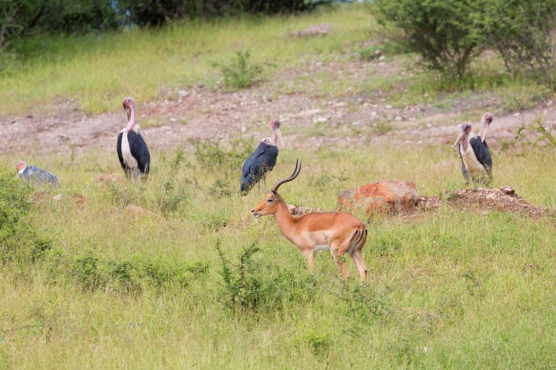 Male Impala and Marabou Storks, Chobe National Park | Chobe National Park - Botswana (IMG_0631.jpg)