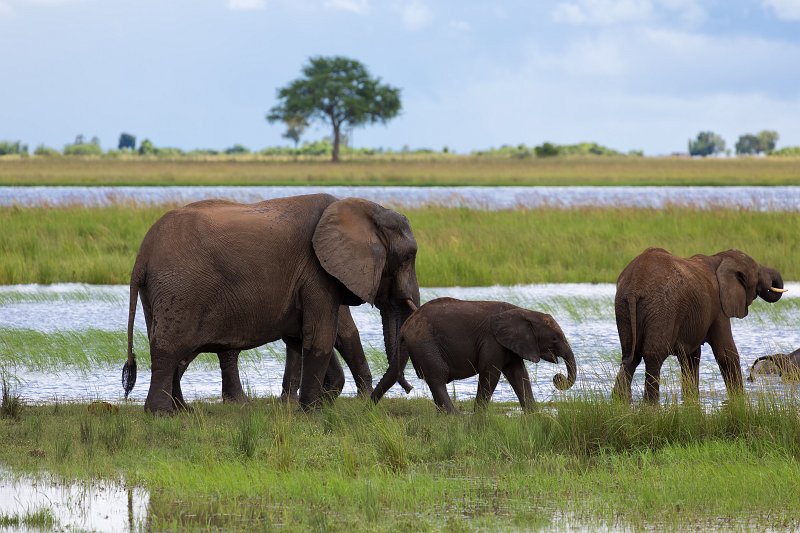 African Bush Elephants, Chobe National Park | Chobe National Park - Botswana (IMG_0844.jpg)