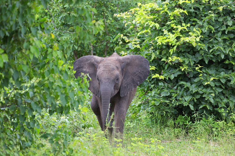 African Bush Elephant | Chobe National Park - Botswana (IMG_0912.jpg)