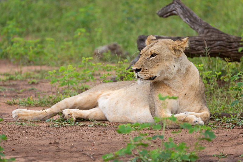 Southern African Lioness, Chobe National Park | Chobe National Park - Botswana (IMG_0927.jpg)