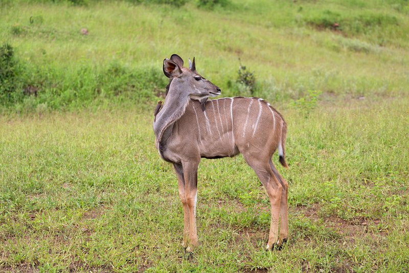 Greater Kudu, Chobe National Park | Chobe National Park - Botswana (IMG_0935.jpg)