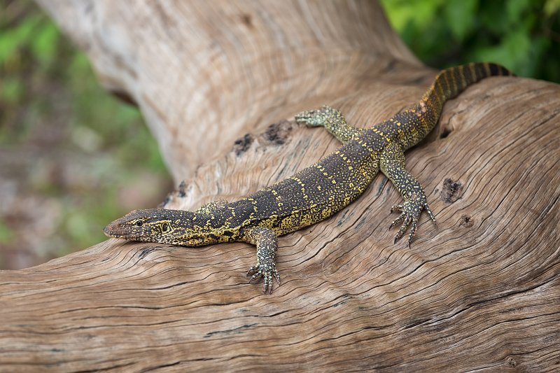 Monitor Lizard, Chobe National Park | Chobe National Park - Botswana (IMG_0954.jpg)