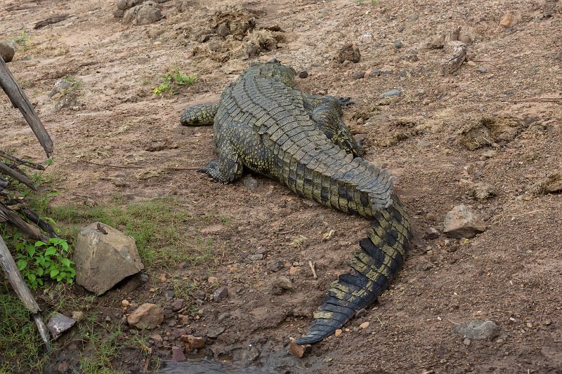 Nile Crocodile, Chobe National Park | Chobe National Park - Botswana (IMG_0971.jpg)