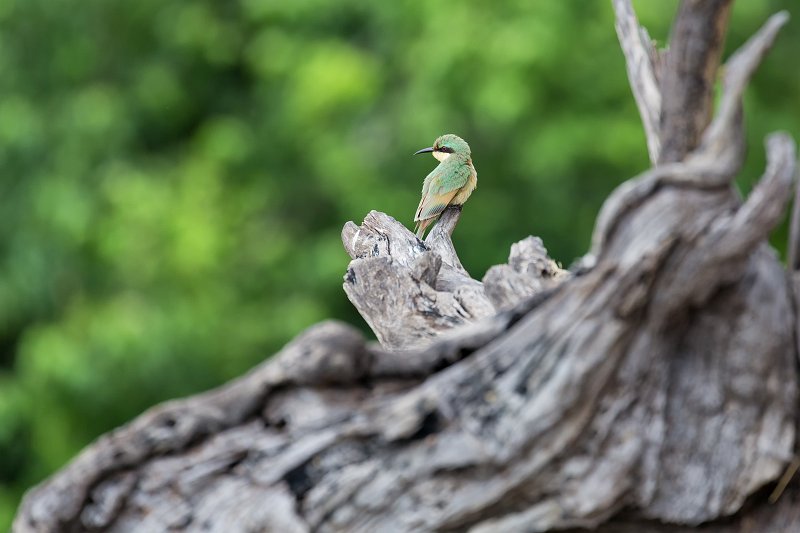 Little Bee-Eater, Chobe National Park | Chobe National Park - Botswana (IMG_0984.jpg)