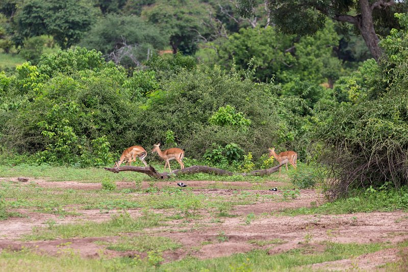 Impalas, Chobe National Park | Chobe National Park - Botswana (IMG_1055.jpg)