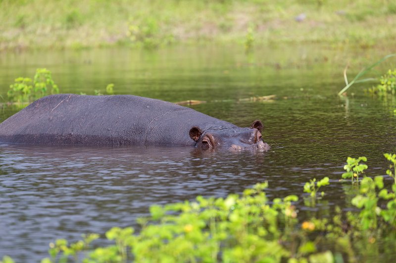 Hippo in Chobe River | Chobe National Park - Botswana (IMG_1060.jpg)