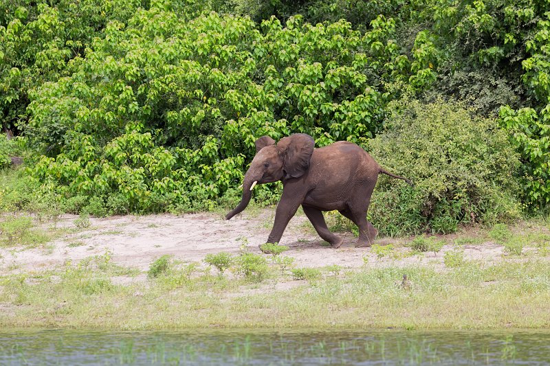 Baby Elephant Running | Chobe National Park - Botswana (IMG_1092.jpg)