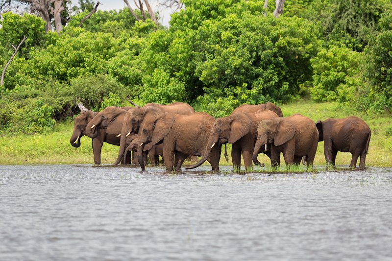 Parade of African Bush Elephants Drinking, Chobe National Park | Chobe National Park - Botswana (IMG_1114.jpg)