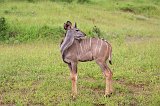 Greater Kudu, Chobe National Park