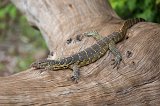 Monitor Lizard, Chobe National Park