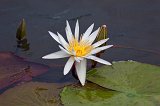 Water Lily in Chobe River