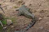 Nile Crocodile, Chobe National Park