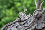Little Bee-Eater, Chobe National Park